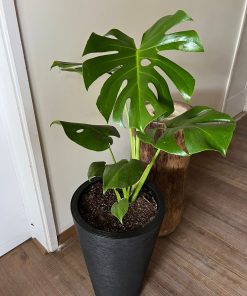 Monstera en macetero doble fondo