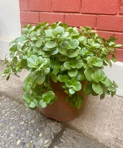 Crassula multicava suculenta natural en macetero