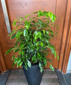 Ficus Anastasia en macetero doble fondo