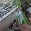 Manto de eva grande