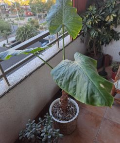 Manto de eva grande