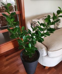 Ficus Moclame en macetero tubular doble fondo desmontable