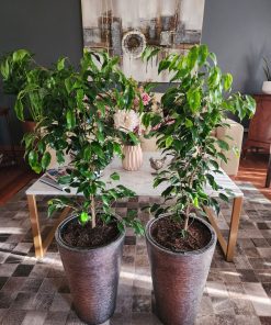 Ficus Anastasia en macetero tubular doble fondo desmontable