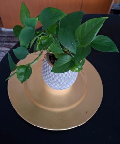 Planta Pothus en macetero cerámica 