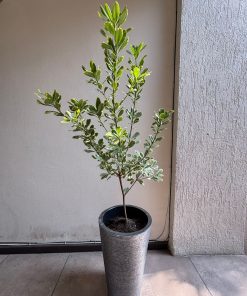 Schefflera variegada con macetero doble fondo
