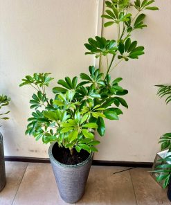 Schefflera natural con macetero doble fondo