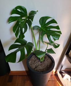 Monstera en macetero doble fondo desmontable