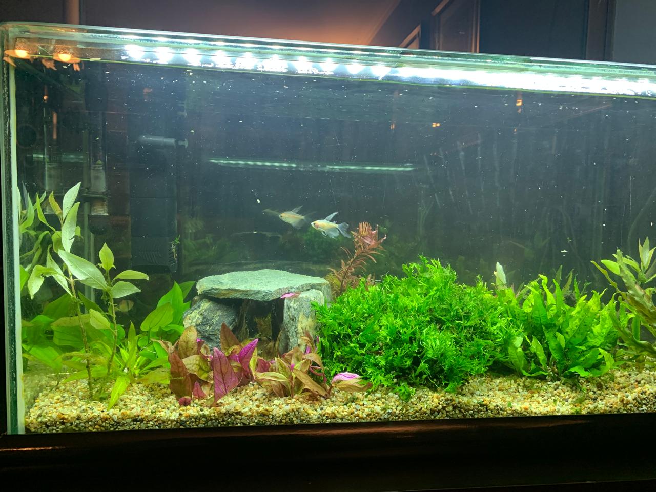 Acuario de vidrio 90 lts - Imagen 2