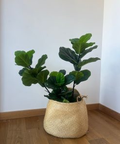 Planta Ficus Lyrata Artificial Garden express