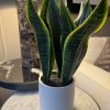 Planta Artificial Lengua de Suegra