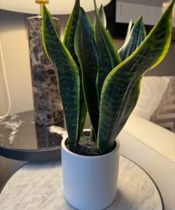 Planta Artificial Lengua de Suegra