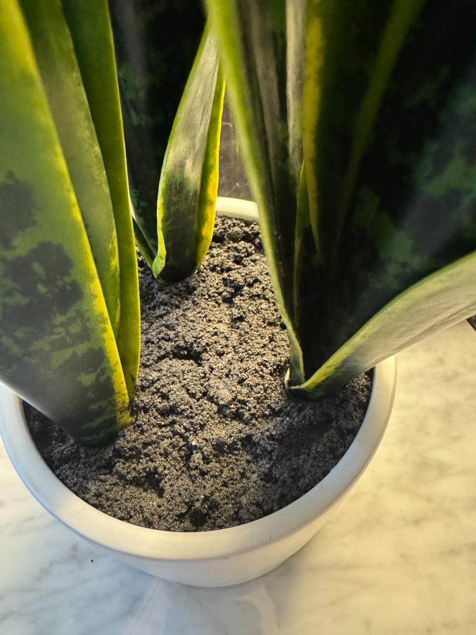 Planta Artificial Lengua de Suegra - Imagen 4