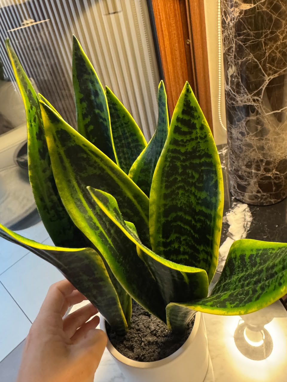 Planta Artificial Lengua de Suegra - Imagen 6