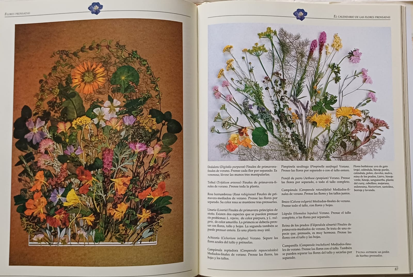 Libro El arte de secar, prensar y hacer popurrí con flores - Imagen 3