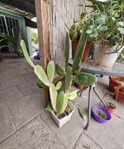 Cactus tamaño L macetero plástico blanco