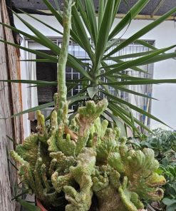 Cactus cerebro tamaño L en macetero plástico café
