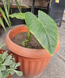Planta Cala tamaño M en macetero plástico café