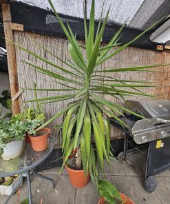 Palmera XL macetero plástico café