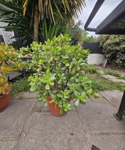 Planta Jade con flores tamaño L macetero plástico café