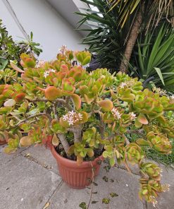 Planta Jade con flores tamaño L macetero plástico café