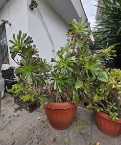 Planta suculenta Aeonium arboreum tamaño XL macetero plástico café