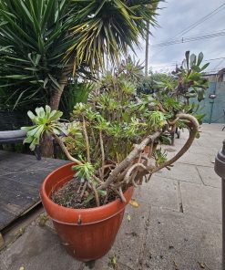 Planta suculenta Aeonium arboreum tamaño XL macetero plástico café