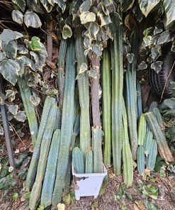 Varas de cactus San Pedro distintos tamaños