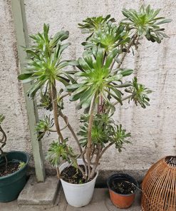 Planta suculenta Aeonium arboreum tamaño XL macetero plástico blanco