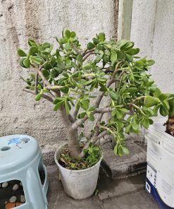 Planta Jade tamaño L macetero plástico blanco