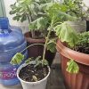Planta Pelargonio tamaño L macetero plástico blanco