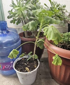 Planta Pelargonio tamaño L macetero plástico blanco