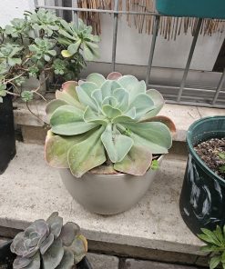 Suculenta tamaño L macetero plástico blanco