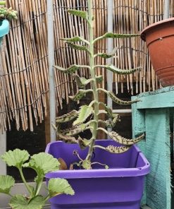 Planta Kalanchoe tamaño L macetero plástico morado