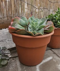 Planta suculenta macetero plástico café