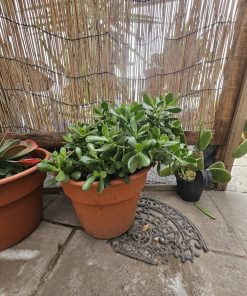 Planta Jade macetero plástico café