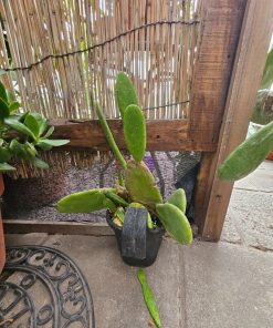 Cactus tamaño L en macetero