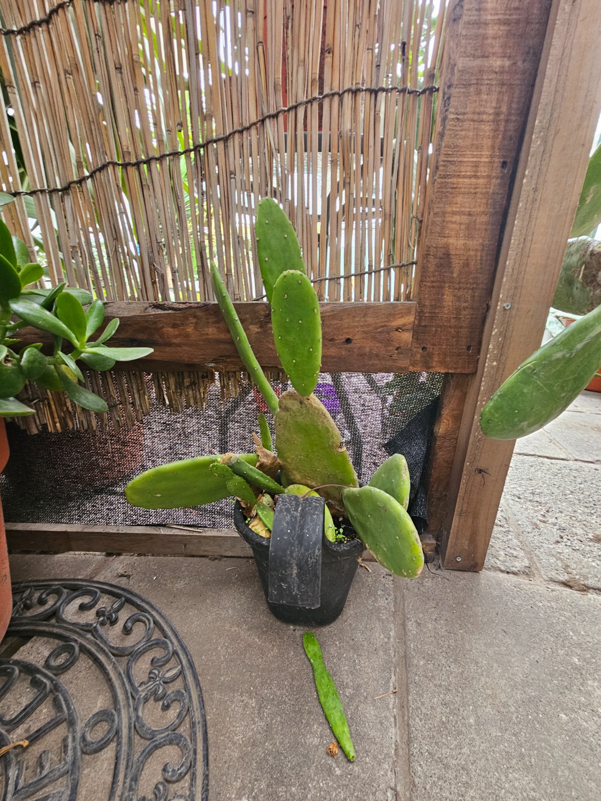 Cactus tamaño L en macetero