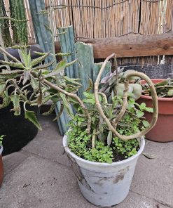 Planta Kalanchoe en macetero plástico blanco