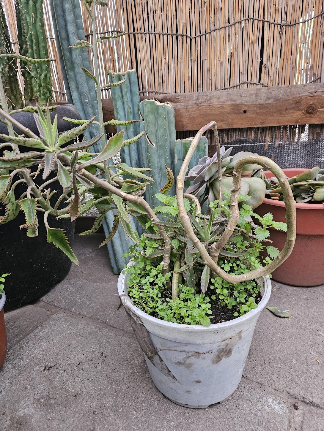 Planta Kalanchoe en macetero plástico blanco