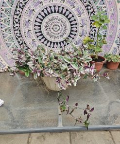 Planta Tradescantia en macetero