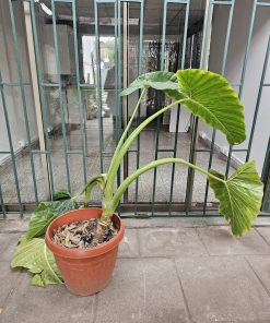 Manto de Eva en macetero plástico café