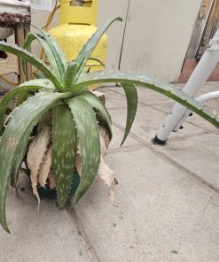 Planta Aloe Vera tamaño M en macetero