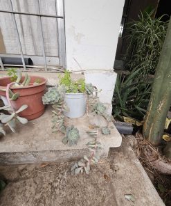 Suculenta tamaño M macetero plástico blanco