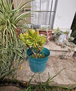 Planta Jade en macetero plástico verde