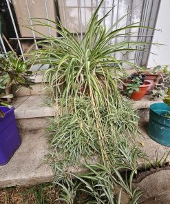 Planta Mala Madre en macetero