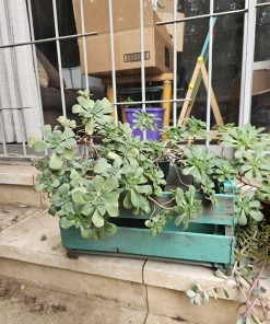 Suculenta en macetero tamaño L