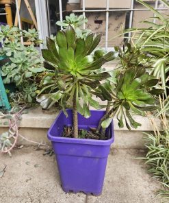 Planta suculenta Aeonium arboreum macetero plástico morado