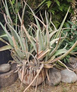Planta Aloe Vera macetero greda XL