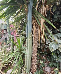 Cactus San Pedro XL