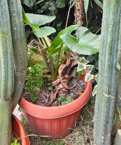 Planta Cala en macetero plástico café